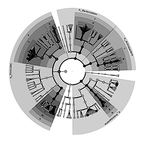 易汉博生物信息在线作图 | LEFSe